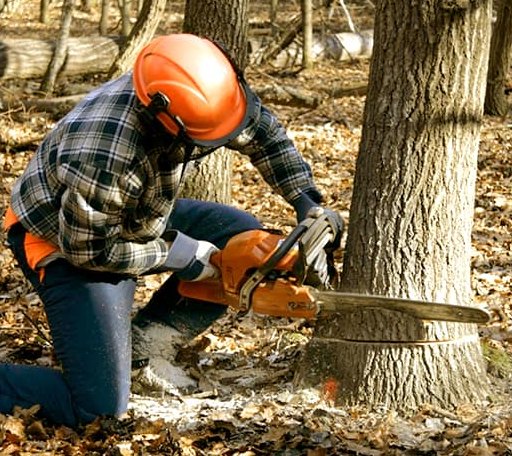 Tree Removal in Bay Center, WA